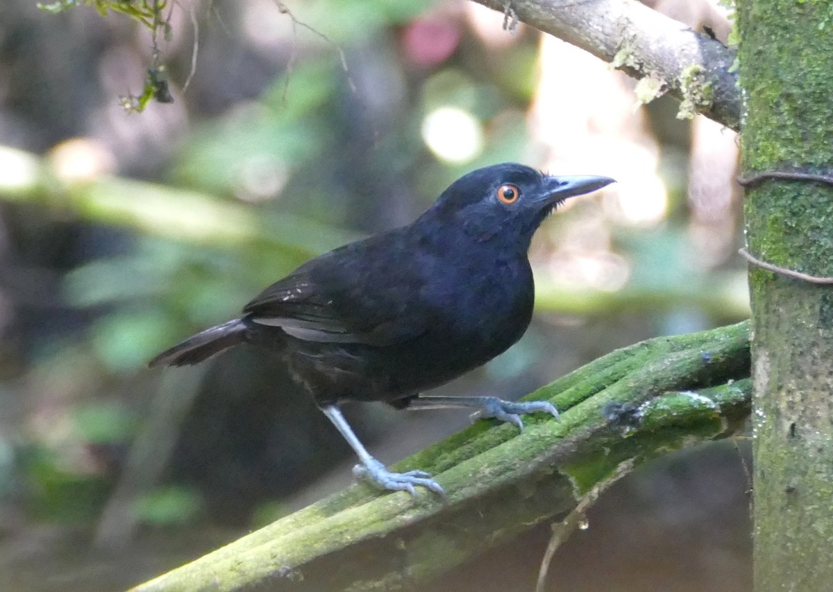 Goeldi's Antbird - ML643998558