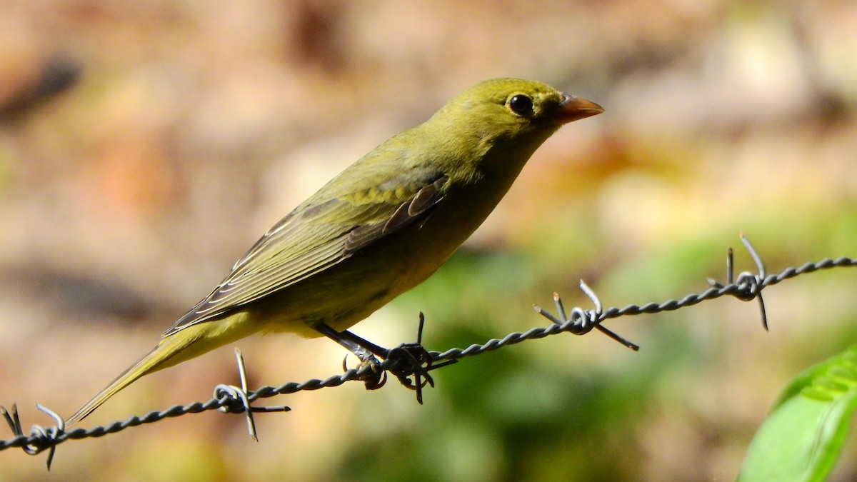 Summer Tanager - ML643998591