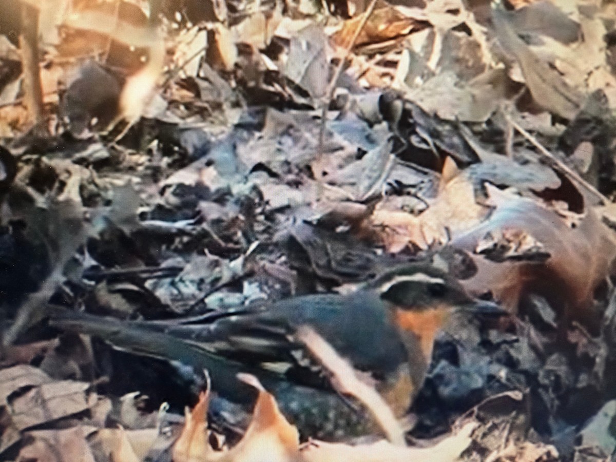 Varied Thrush - ML643998593