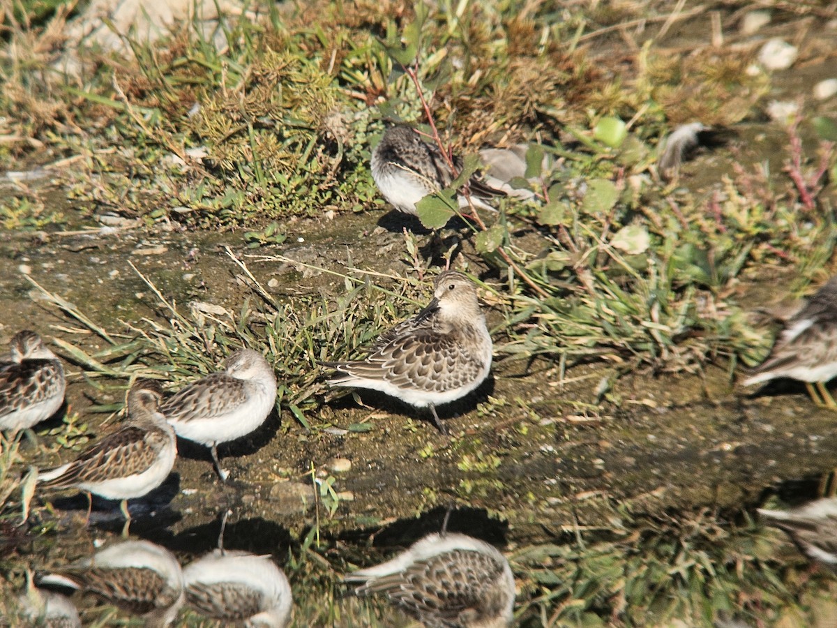 Baird's Sandpiper - ML643998598