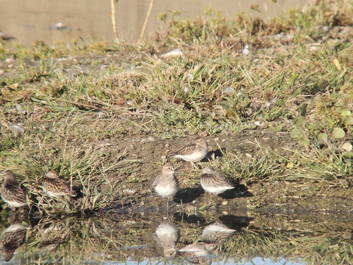 Baird's Sandpiper - ML643998599