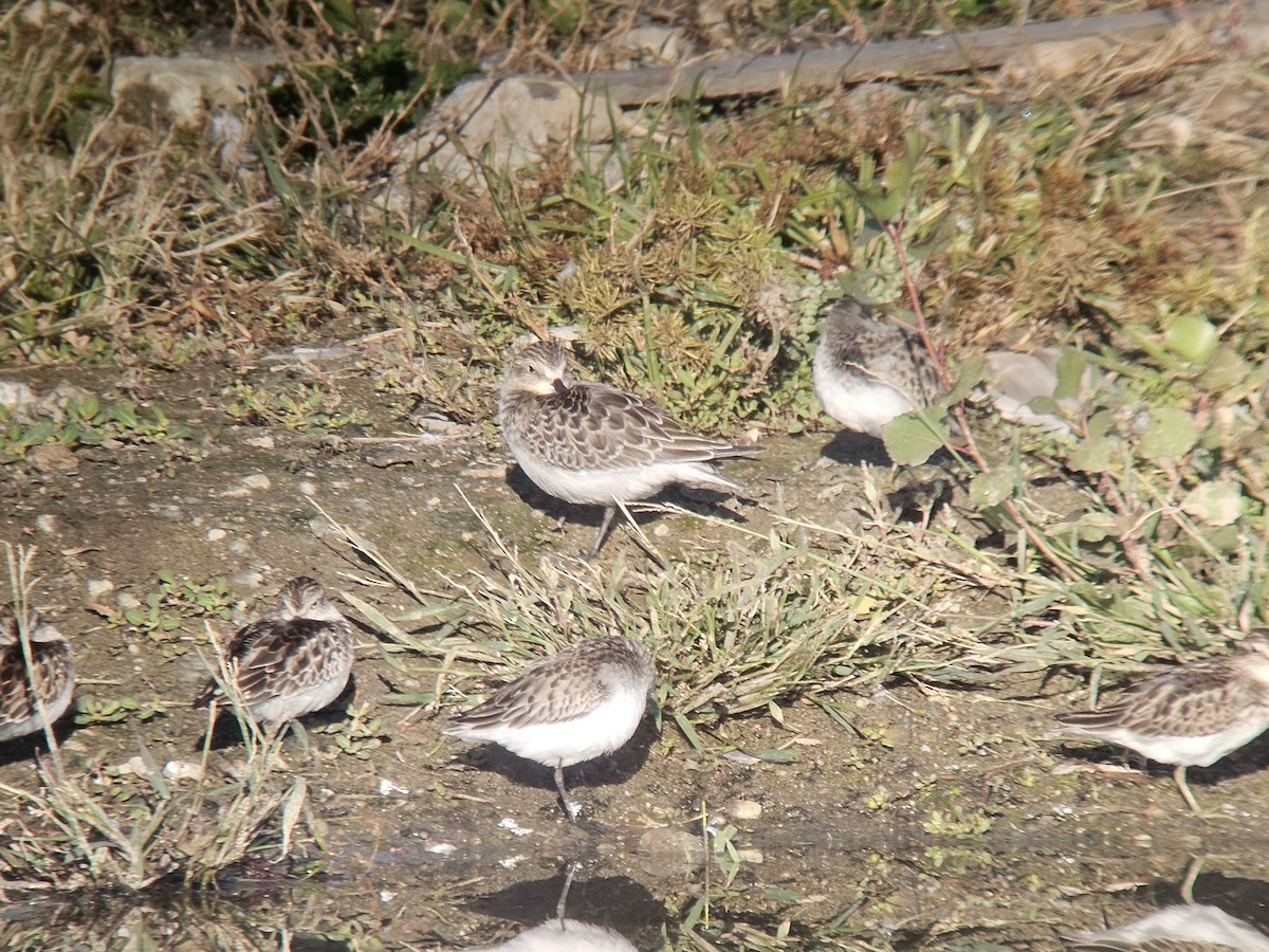 Baird's Sandpiper - ML643998600