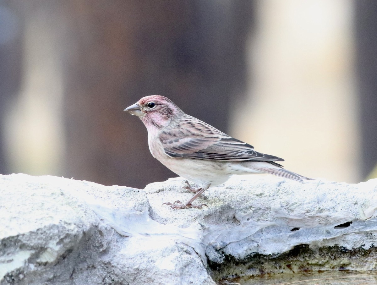 Cassin's Finch - ML643998609