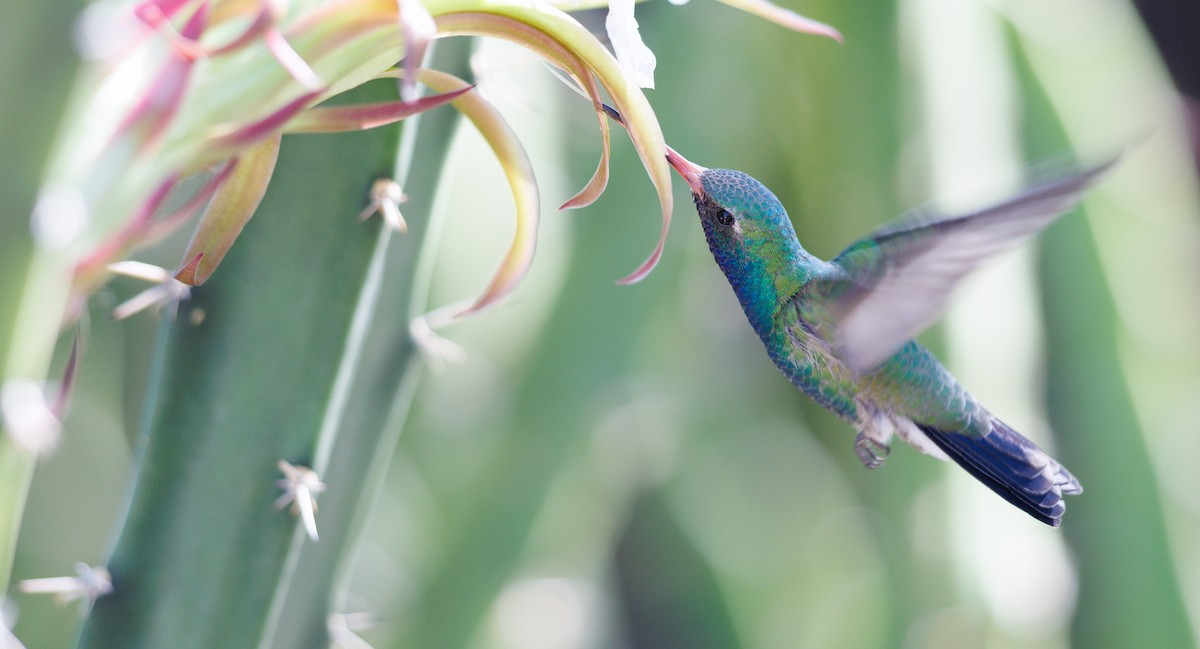 Broad-billed Hummingbird - ML643998611