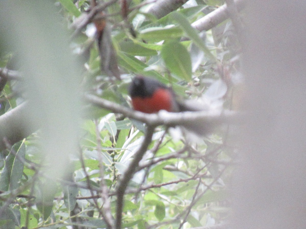 Slate-throated Redstart - ML643998622