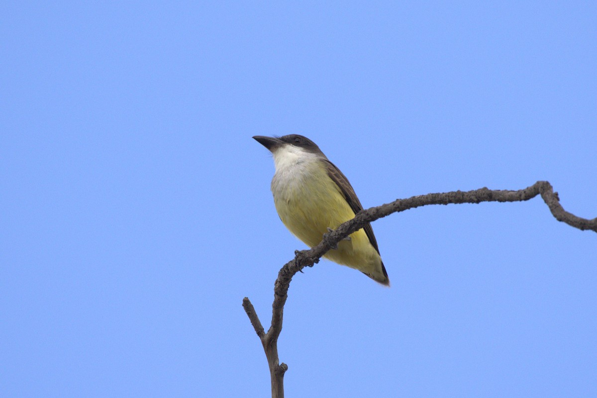 Thick-billed Kingbird - ML643998625