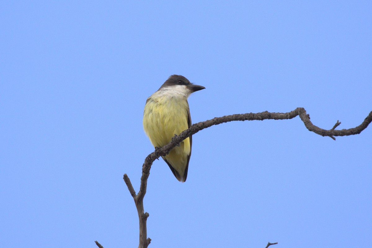 Thick-billed Kingbird - ML643998627