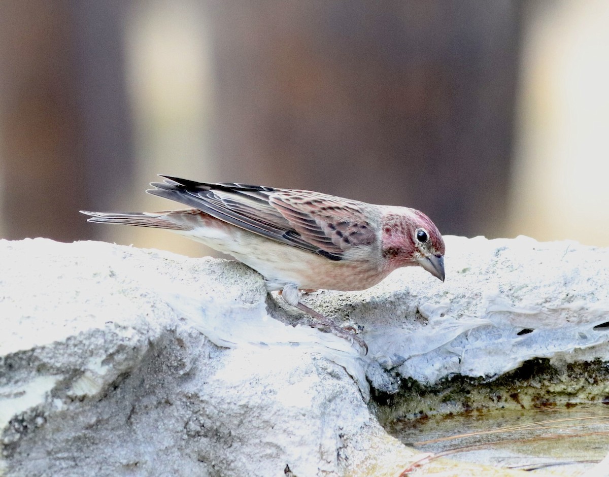 Cassin's Finch - ML643998628