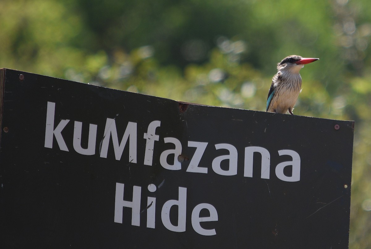 Striped Kingfisher - ML643998634