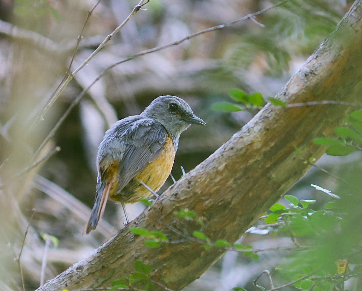 Нагірник струмковий (підвид bensoni) - ML643998639