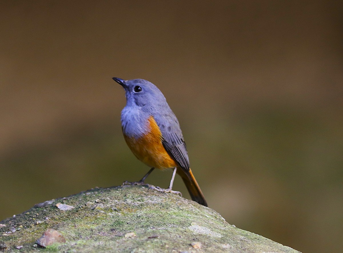 Нагірник струмковий (підвид bensoni) - ML643998640