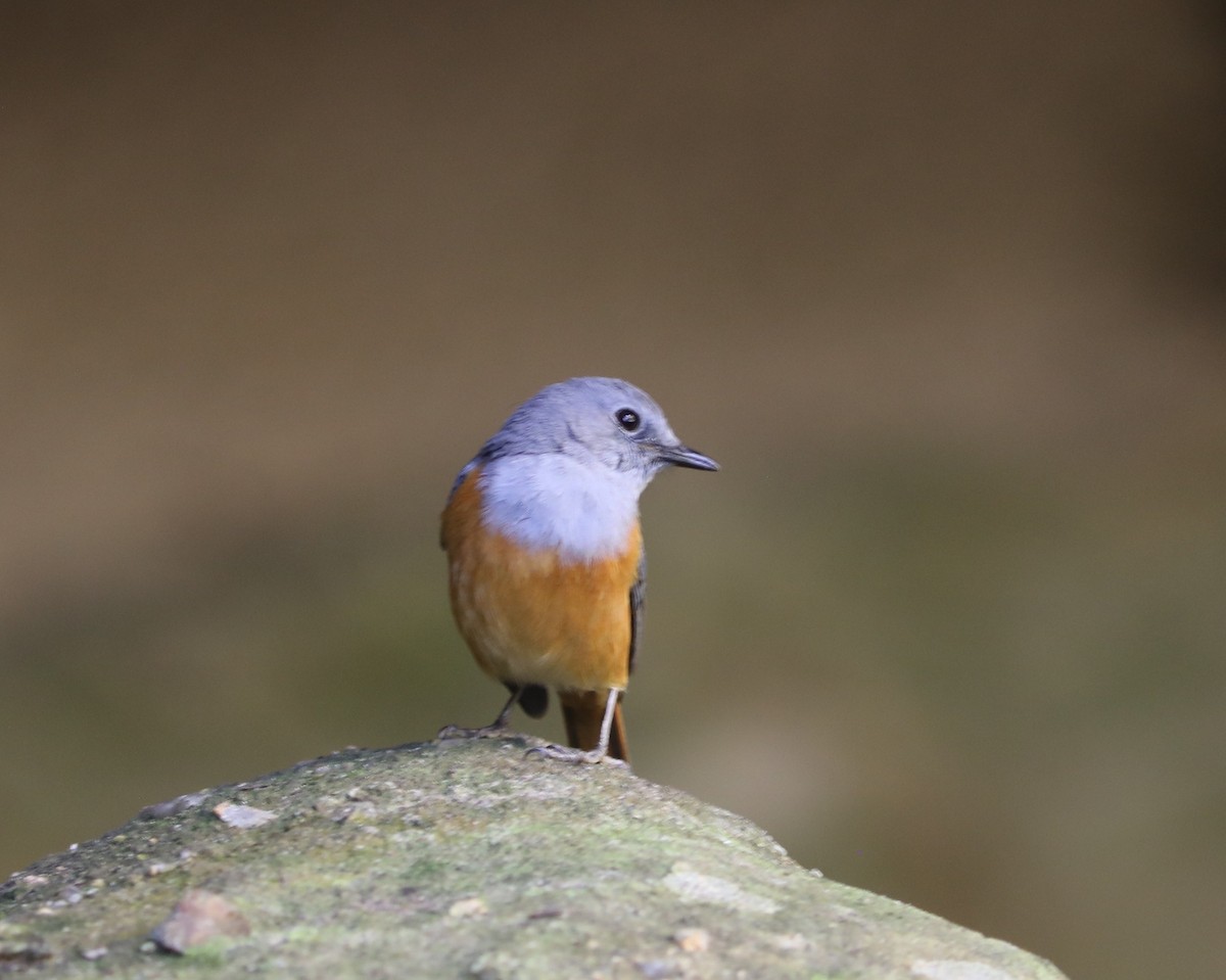 Нагірник струмковий (підвид bensoni) - ML643998641