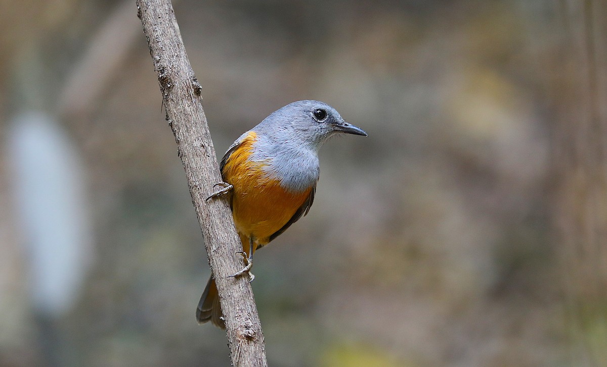 Нагірник струмковий (підвид bensoni) - ML643998642