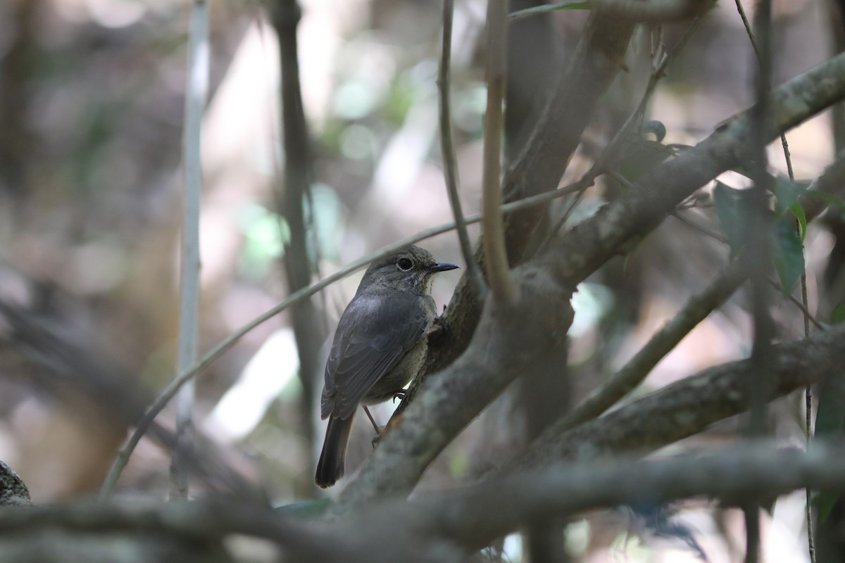 Нагірник струмковий (підвид bensoni) - ML643998643