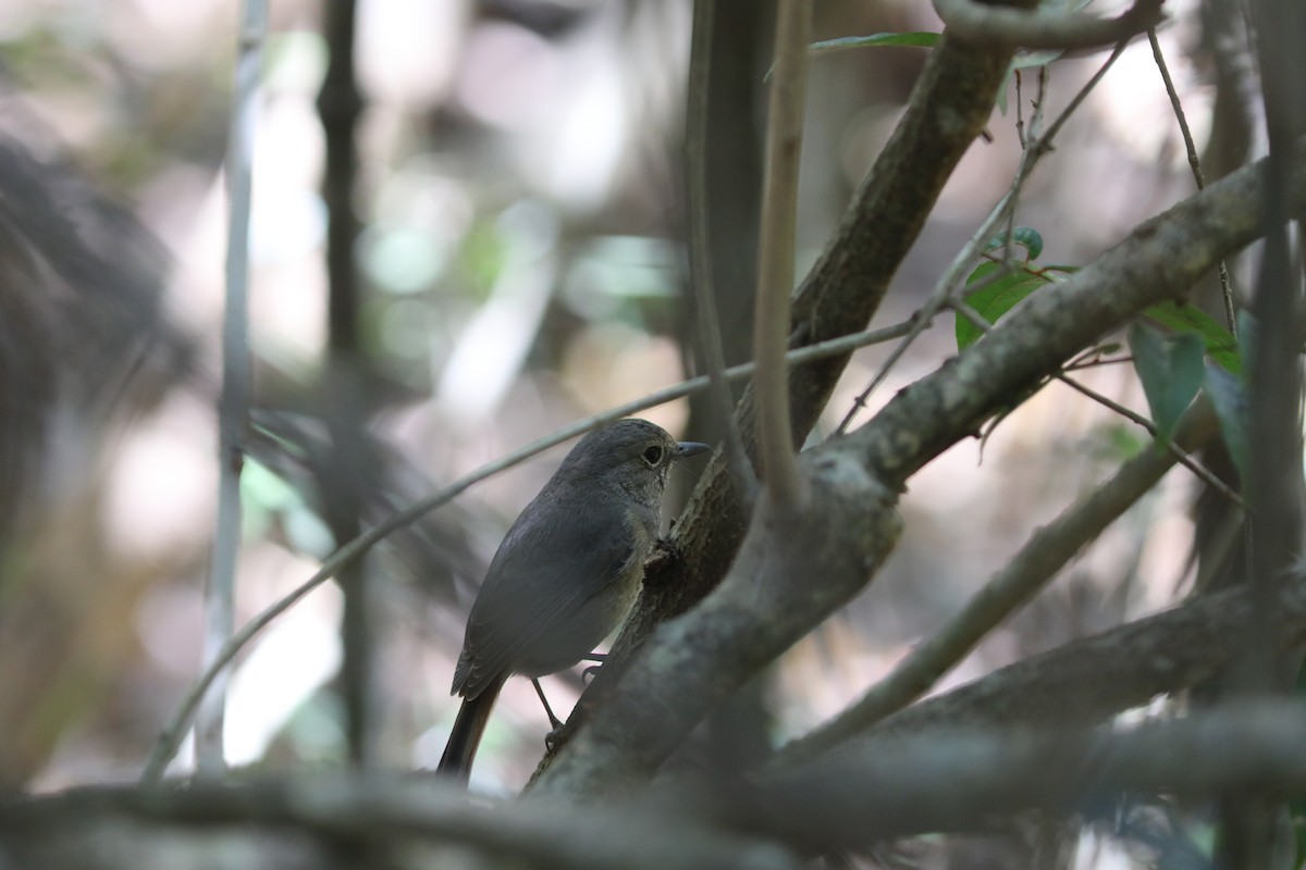 Нагірник струмковий (підвид bensoni) - ML643998644
