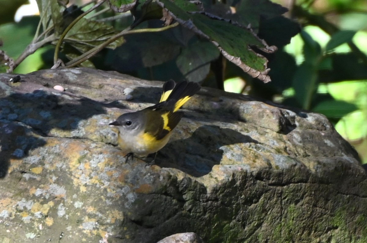 American Redstart - ML643998645