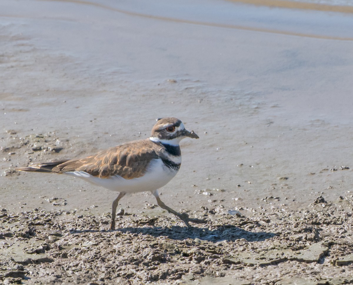 Killdeer - ML643998652