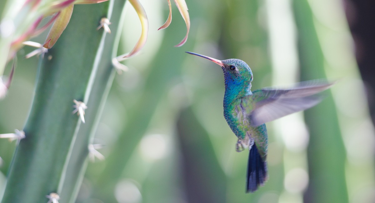 Broad-billed Hummingbird - ML643998665