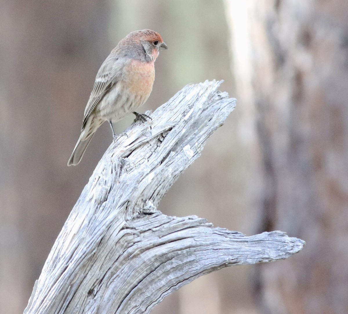 House Finch - ML643998666