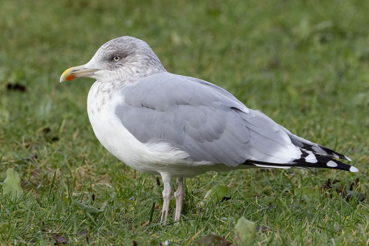 European Herring Gull - ML643998669