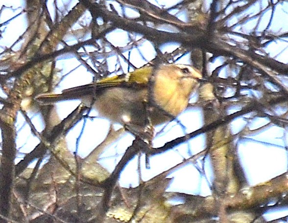 králíček zlatohlavý - ML643998671