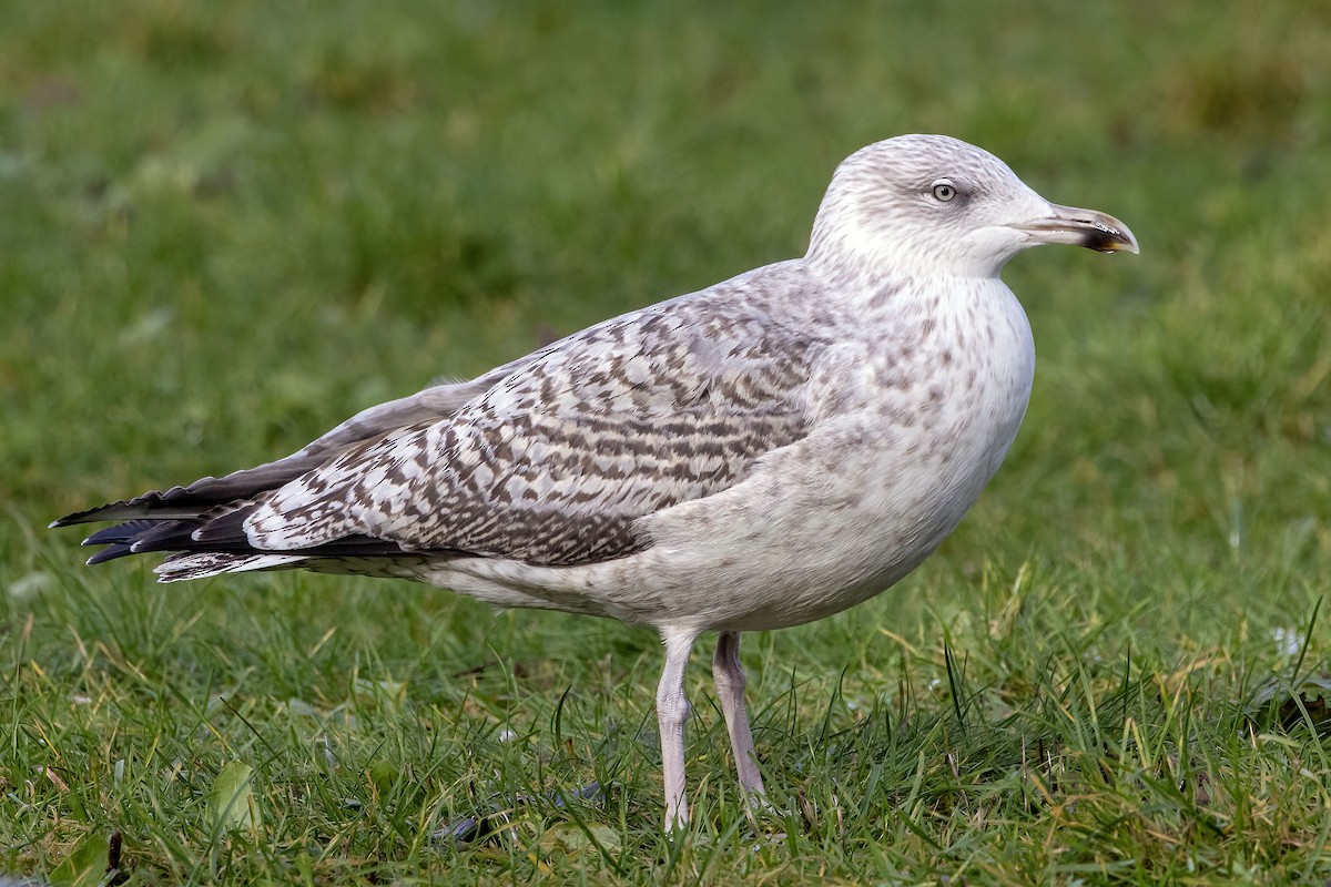 European Herring Gull - ML643998672
