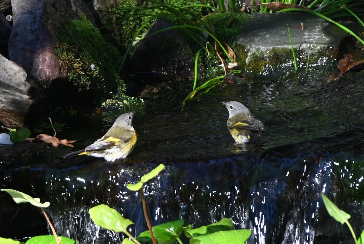 American Redstart - ML643998684