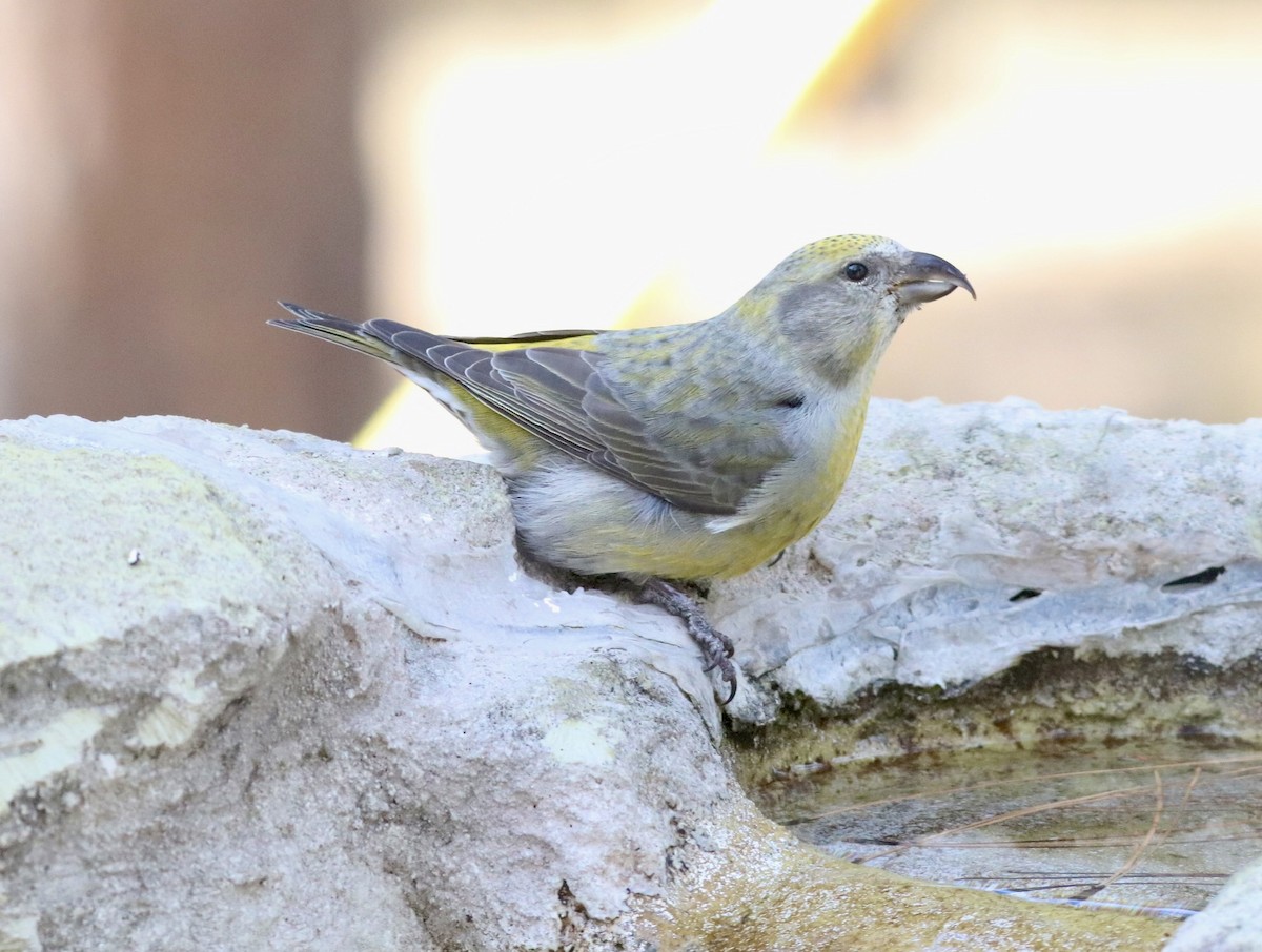 Red Crossbill - ML643998687
