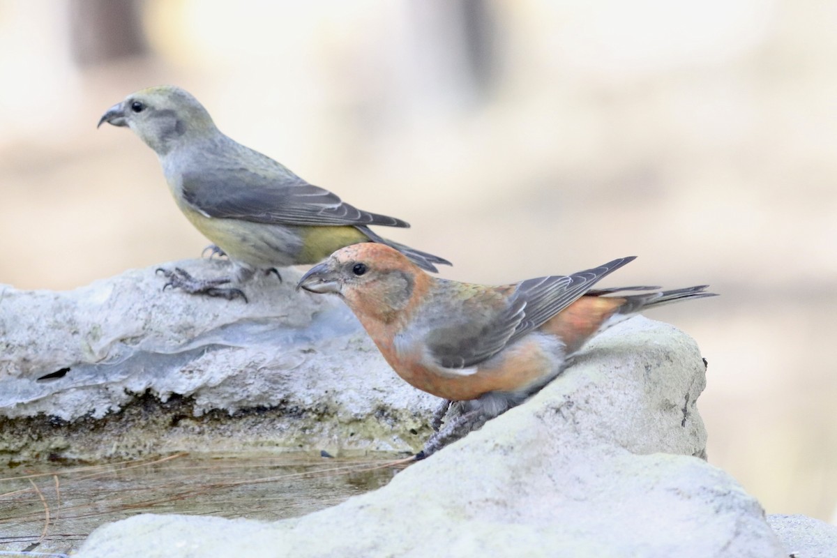 Red Crossbill - ML643998695