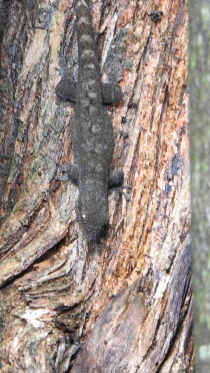 Saint George Island Gecko - ML643998697