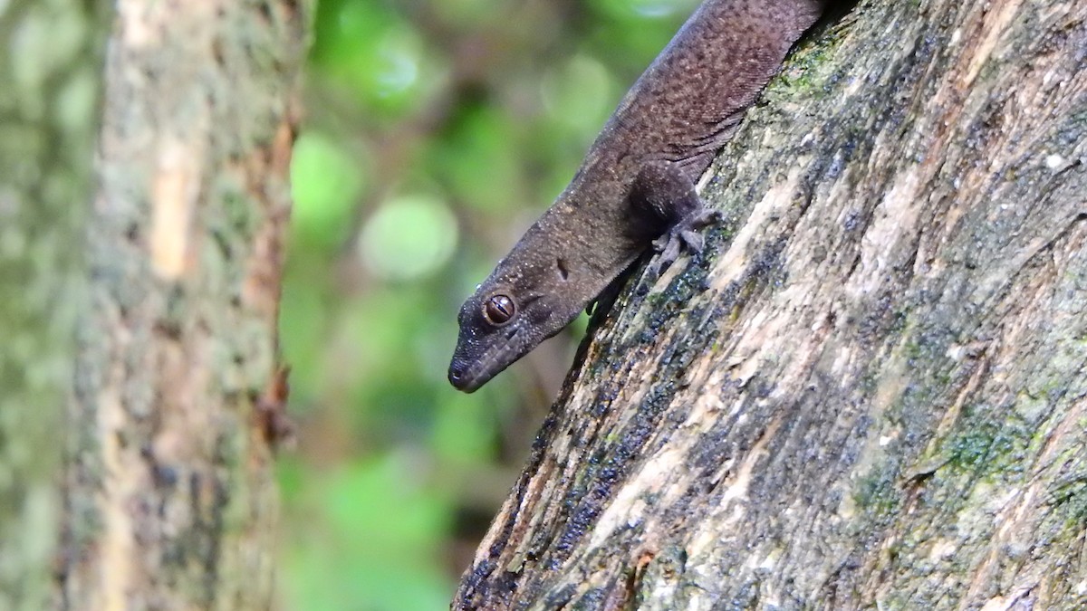 Saint George Island Gecko - ML643998698