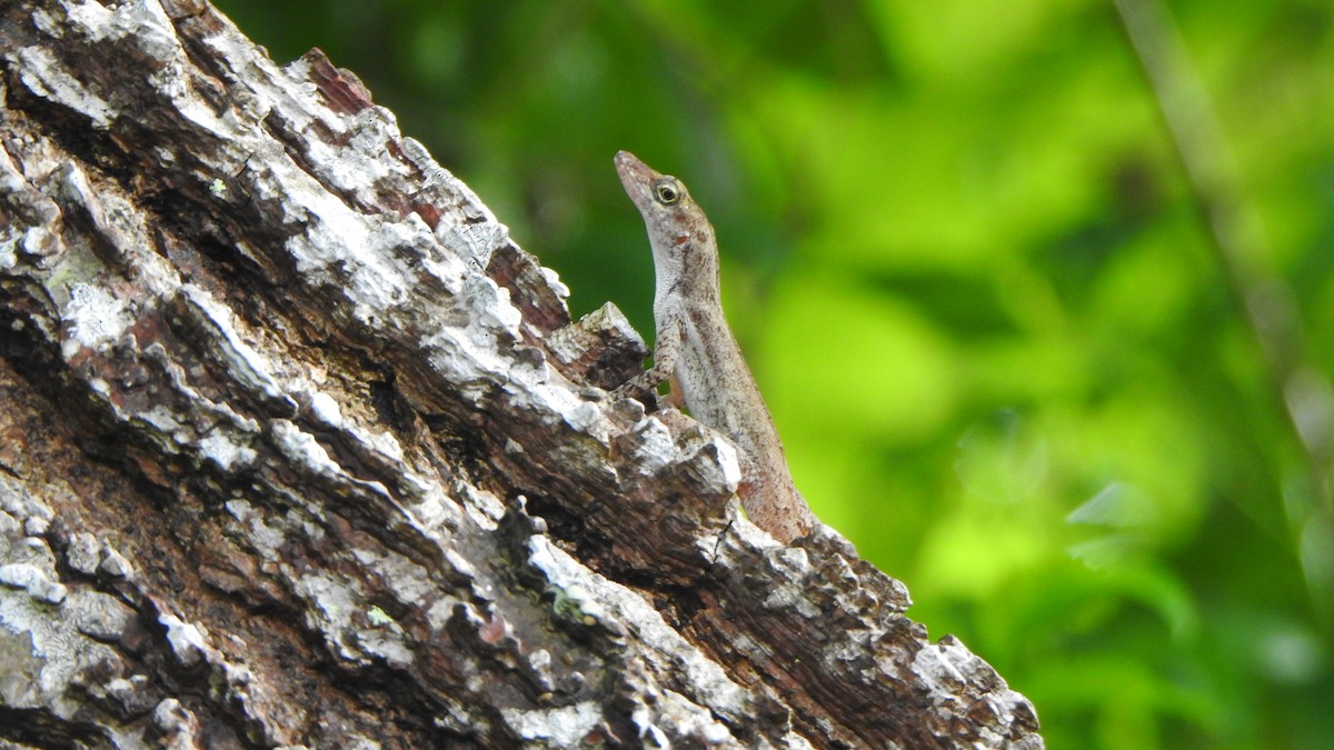 Isla San Andrés Anole - ML643998699