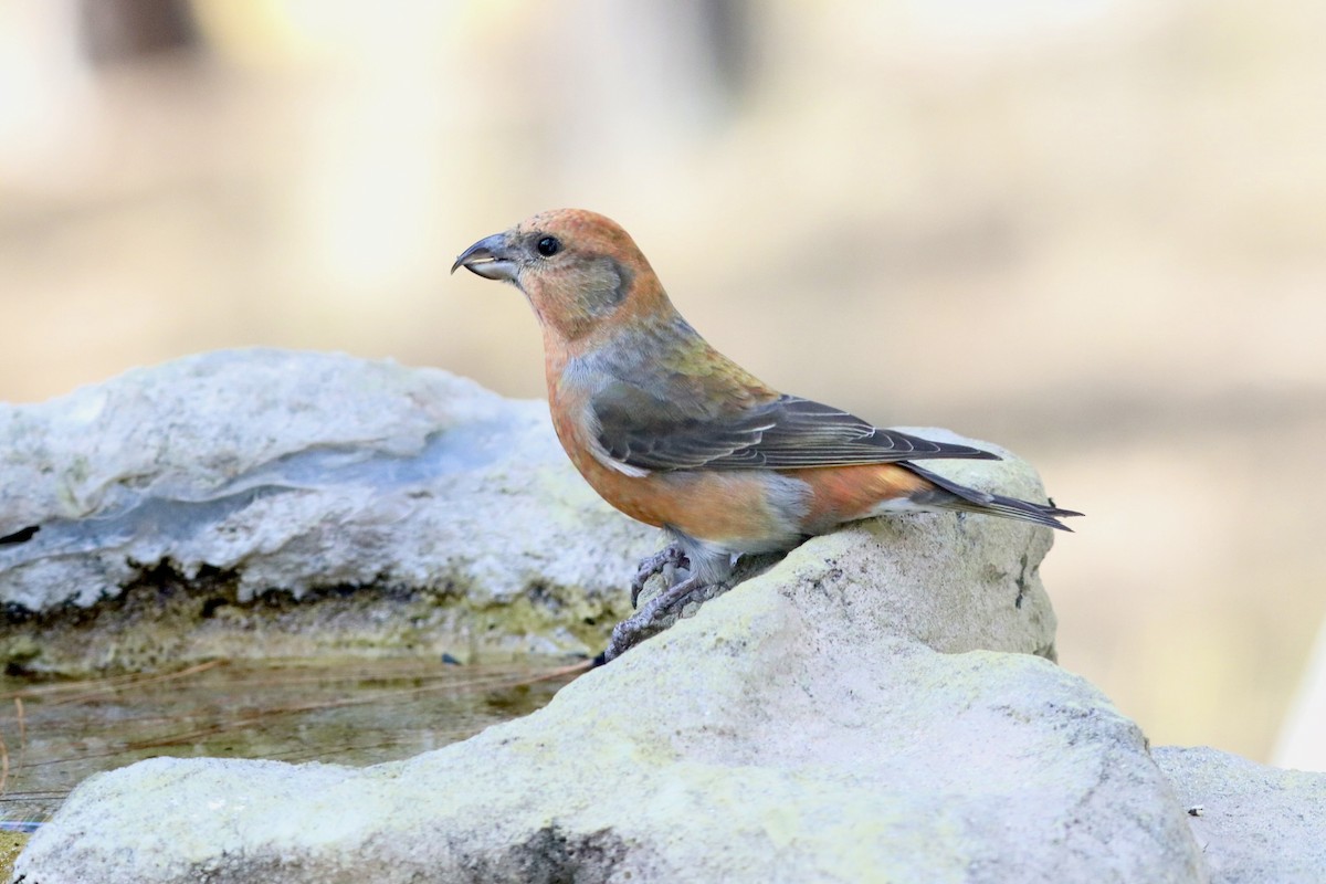 Red Crossbill - ML643998713
