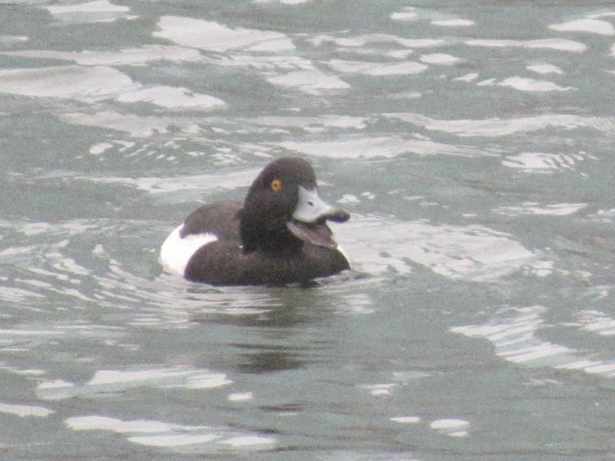 צולל מצויץ - ML643998717