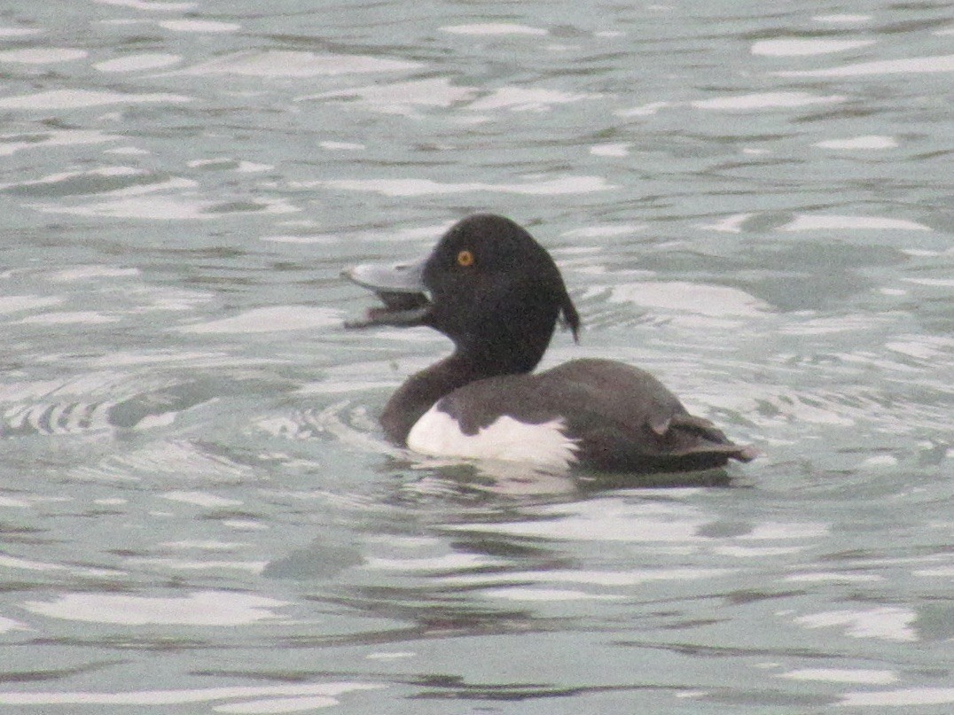 צולל מצויץ - ML643998718