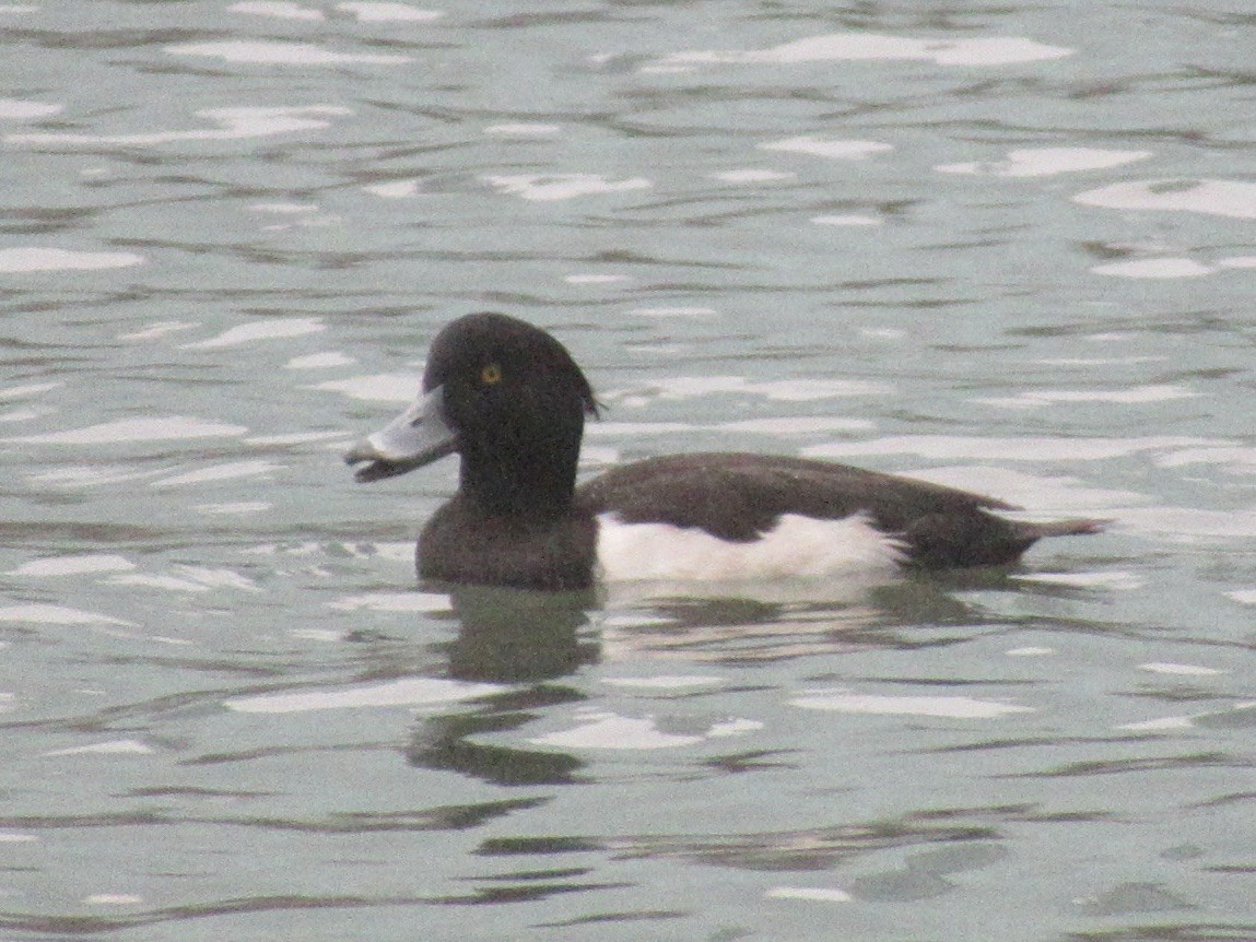 צולל מצויץ - ML643998719