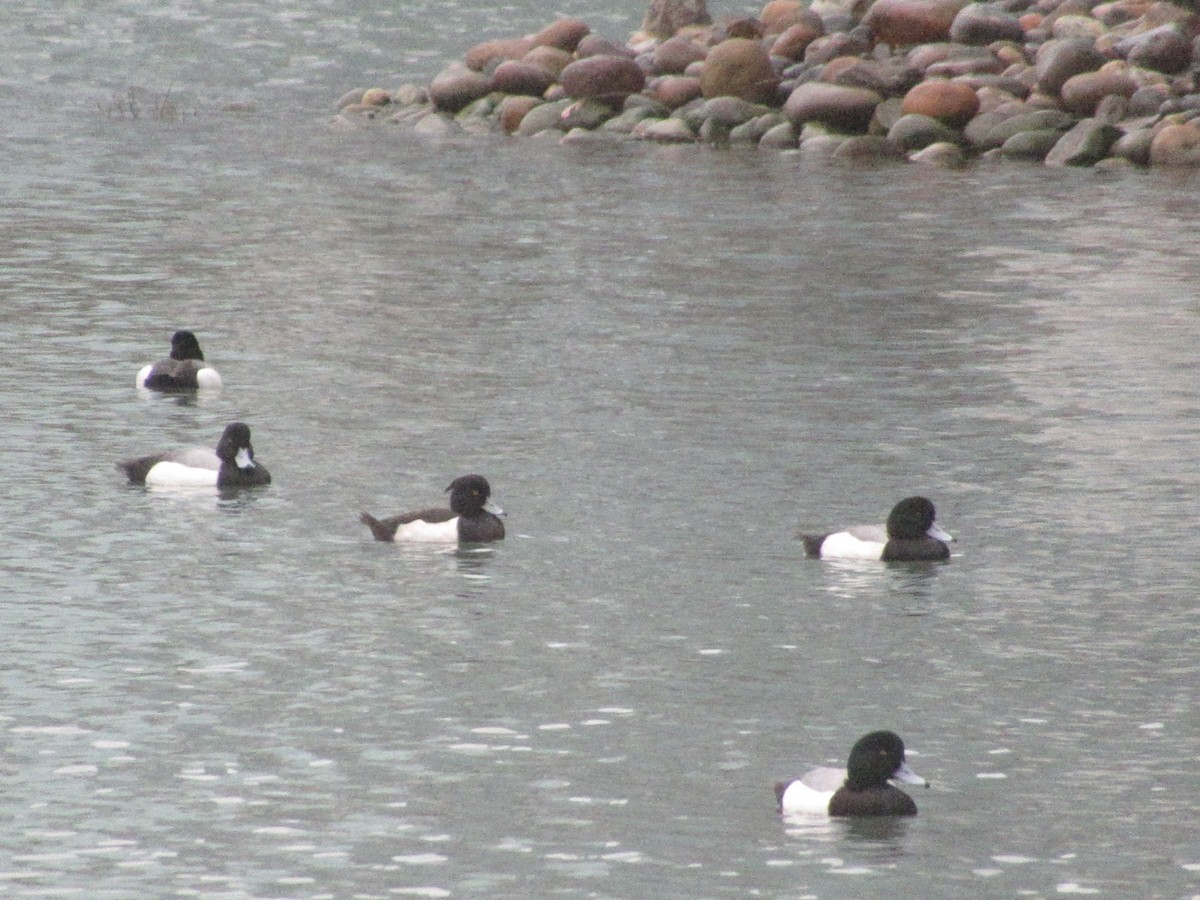 צולל מצויץ - ML643998720