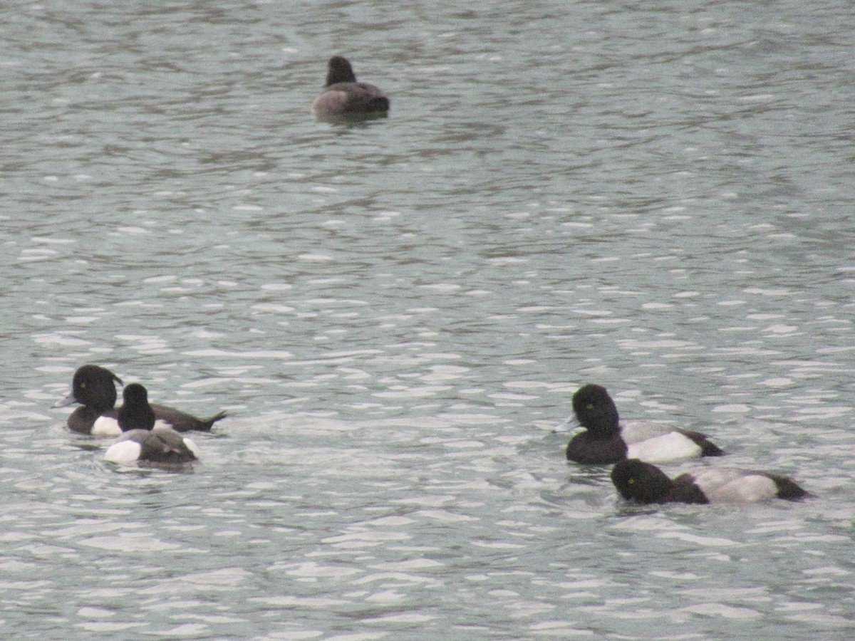 צולל בינוני - ML643998721