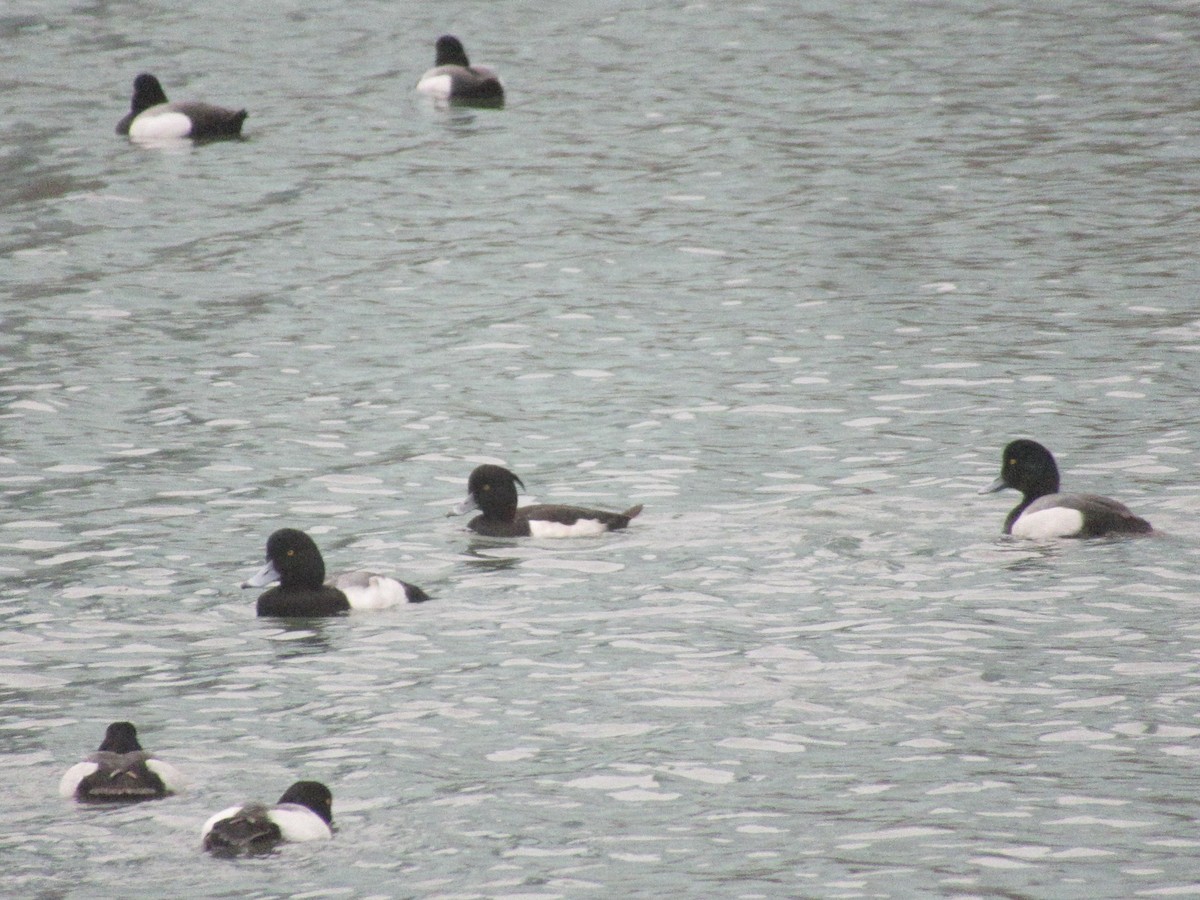 צולל מצויץ - ML643998722