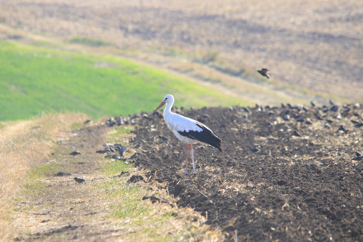 Cigüeña Blanca - ML643998760