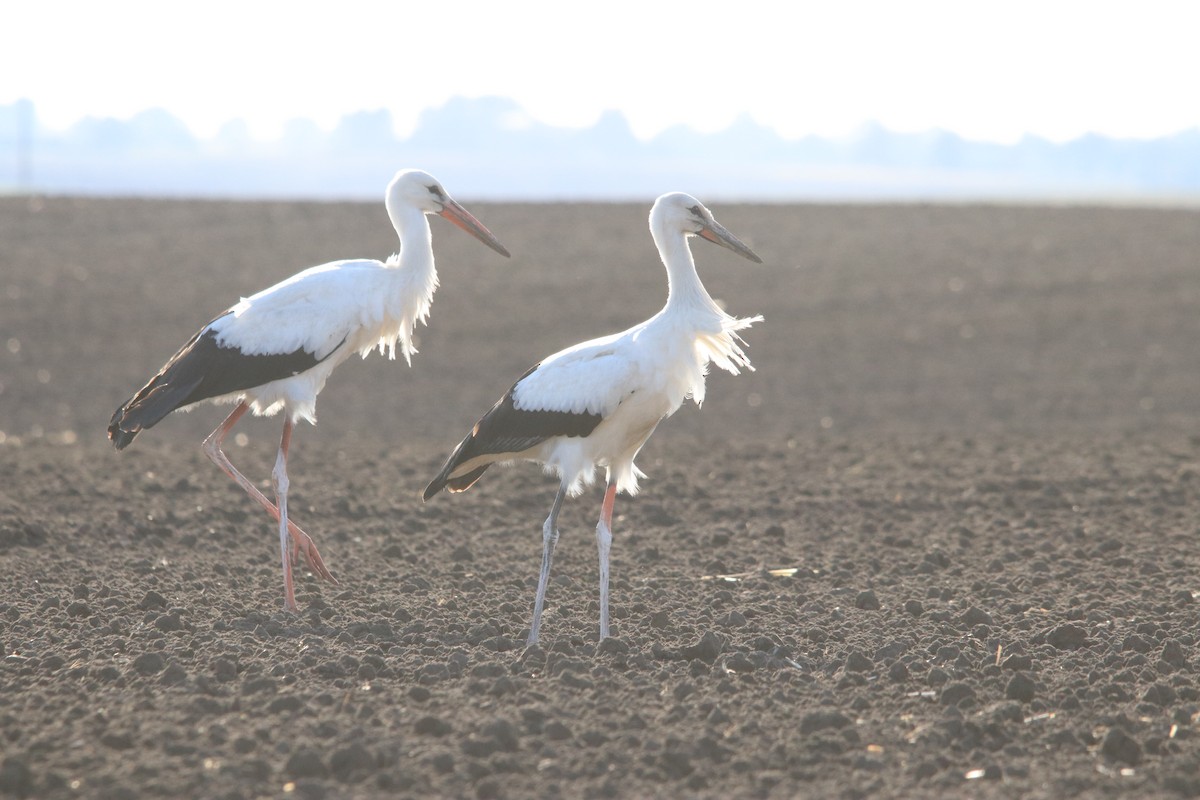 Cigüeña Blanca - ML643998761