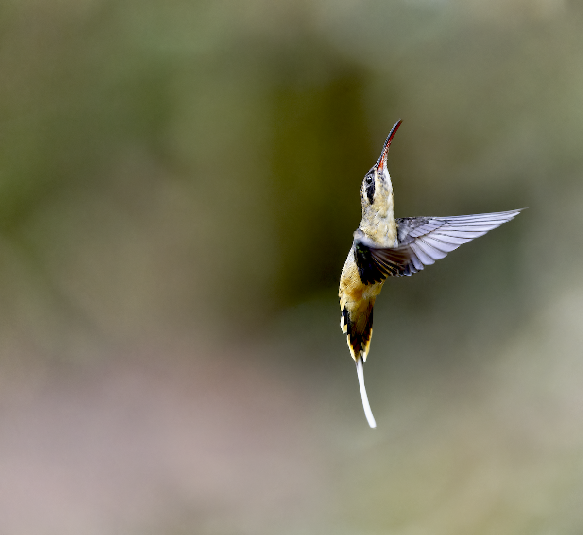Tawny-bellied Hermit - ML643998763
