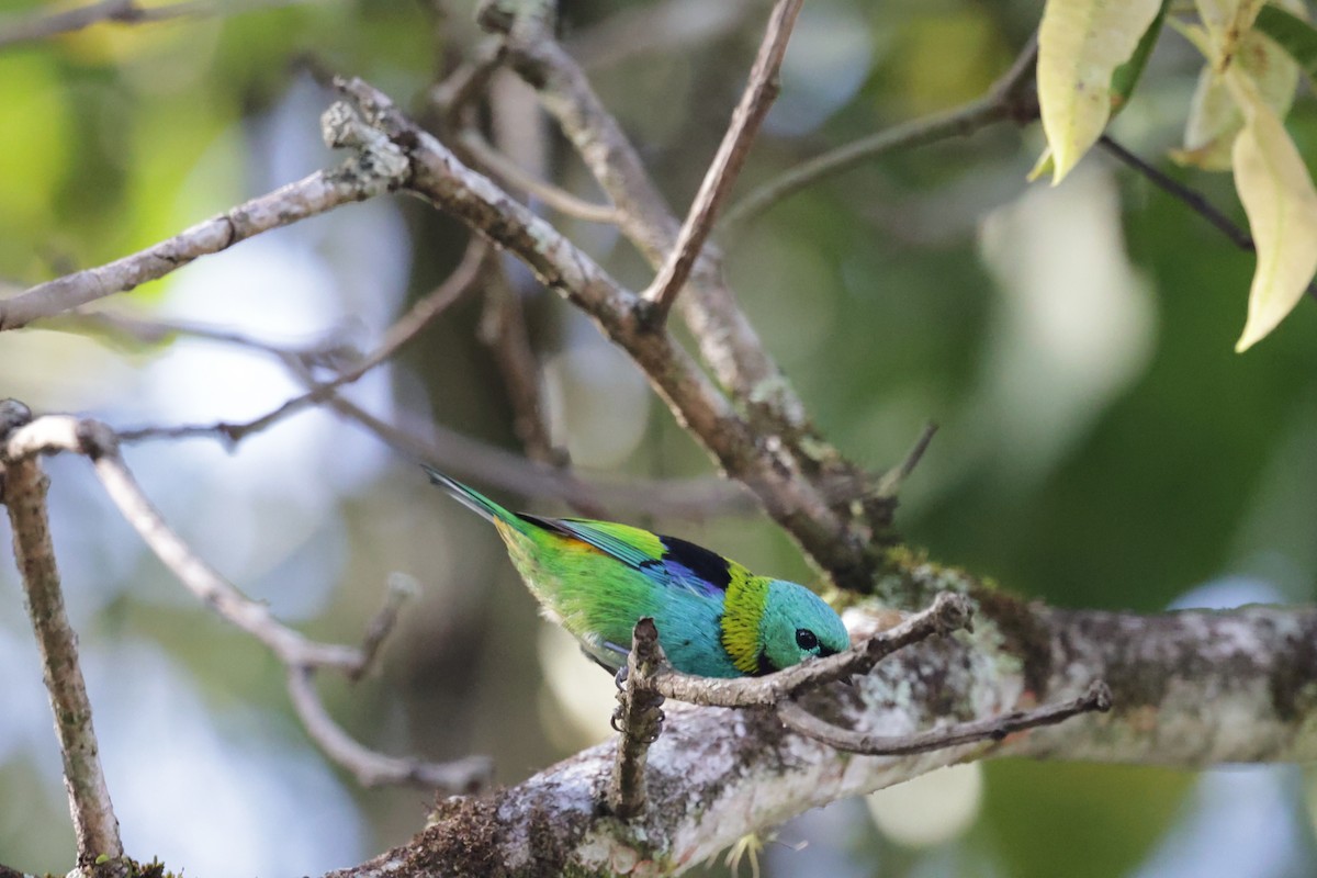Green-headed Tanager - ML643998776