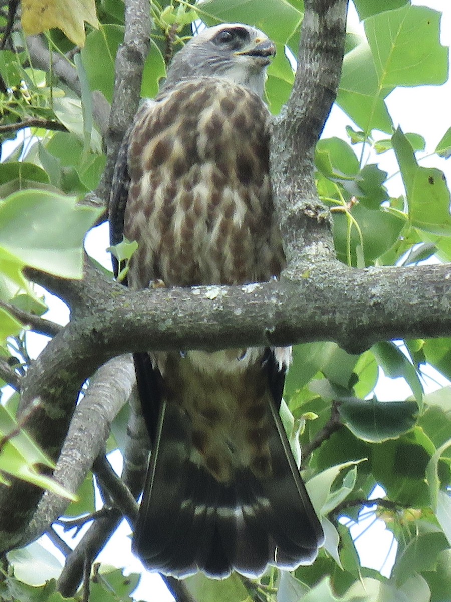 Mississippi Kite - ML643998777