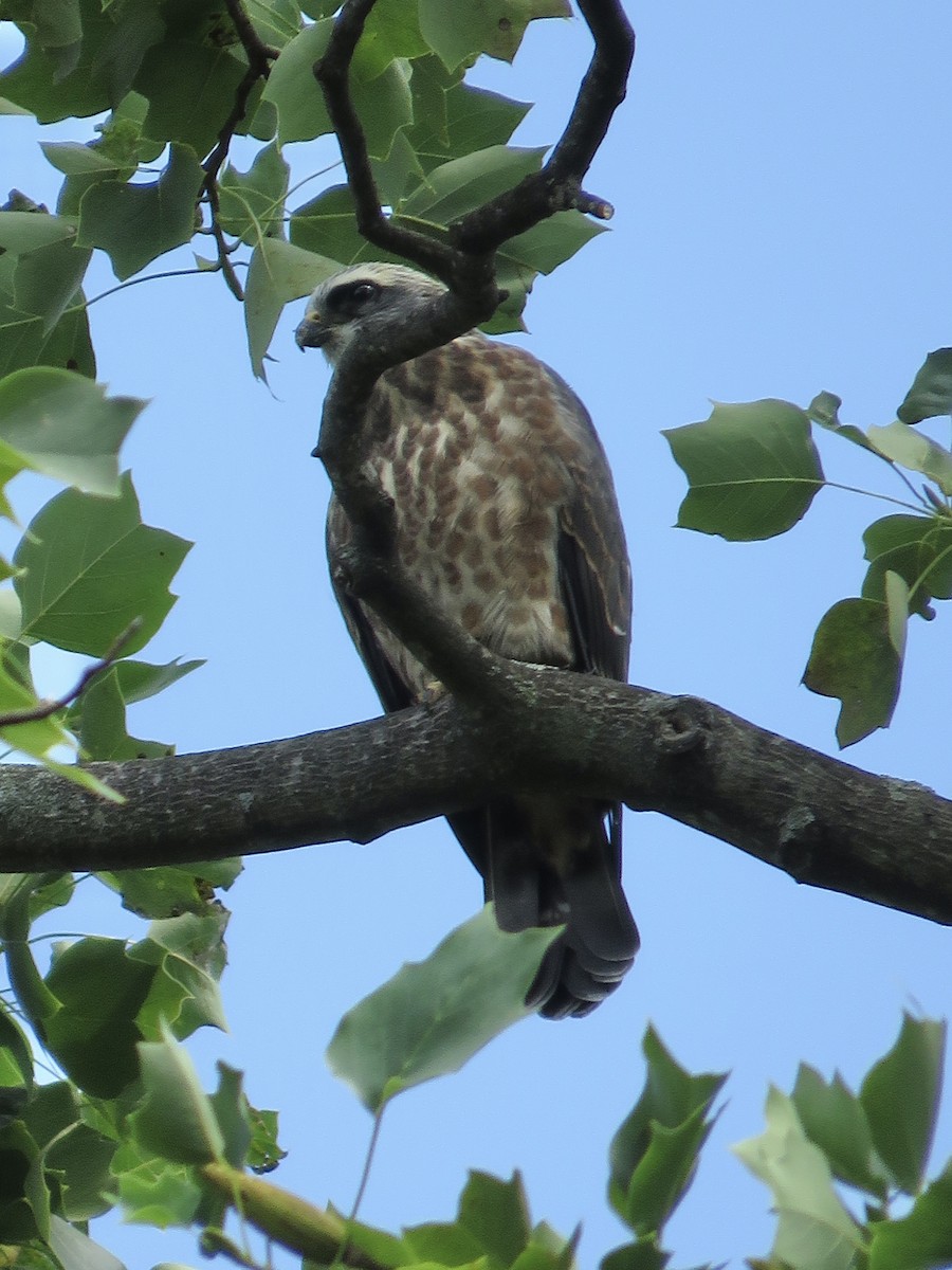 Mississippi Kite - ML643998778