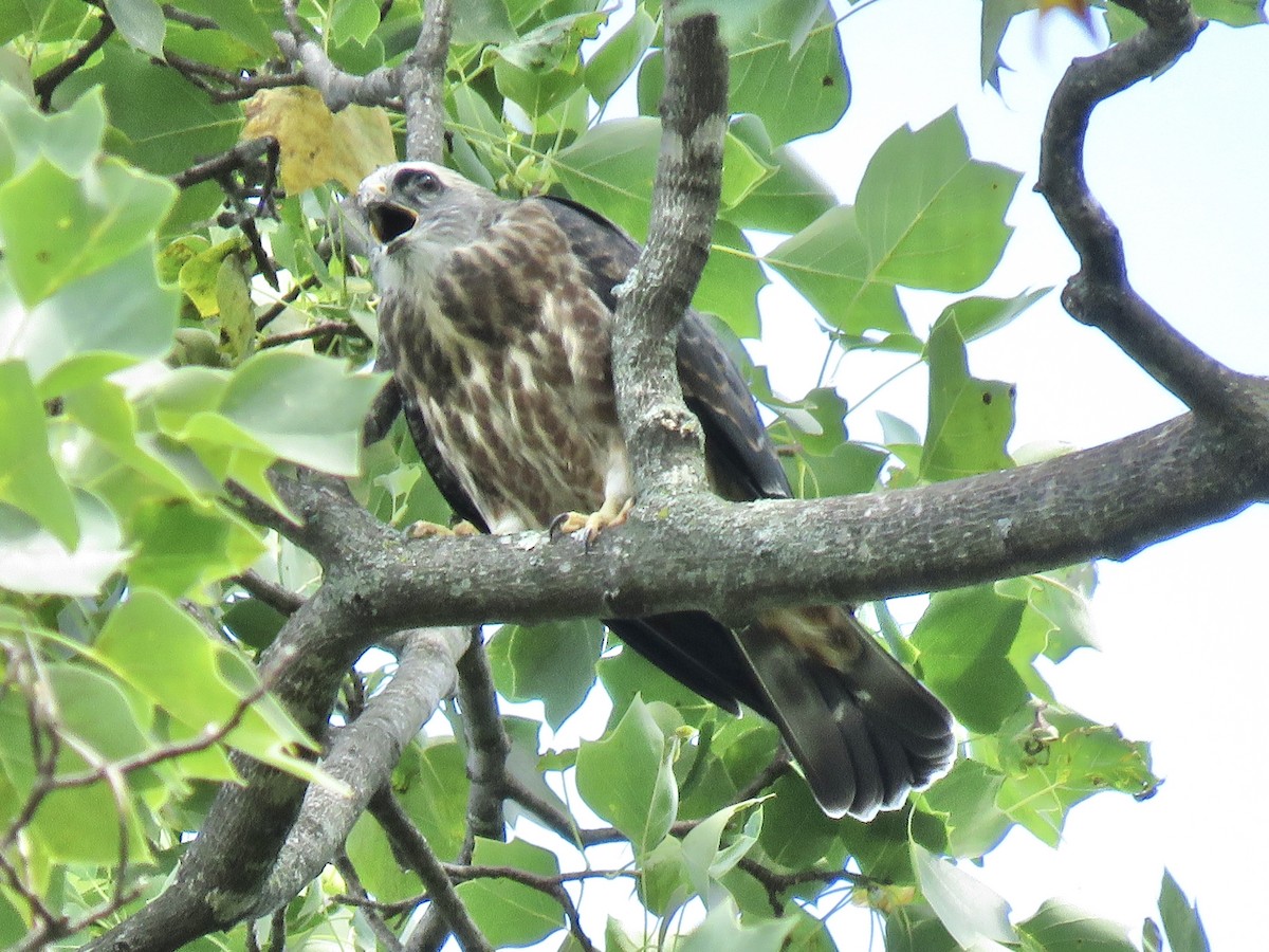 Mississippi Kite - ML643998779
