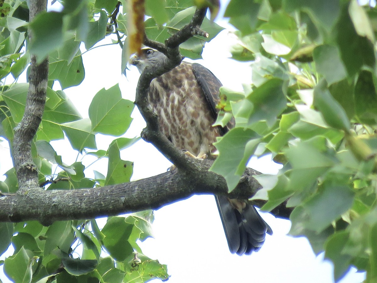 Mississippi Kite - ML643998780
