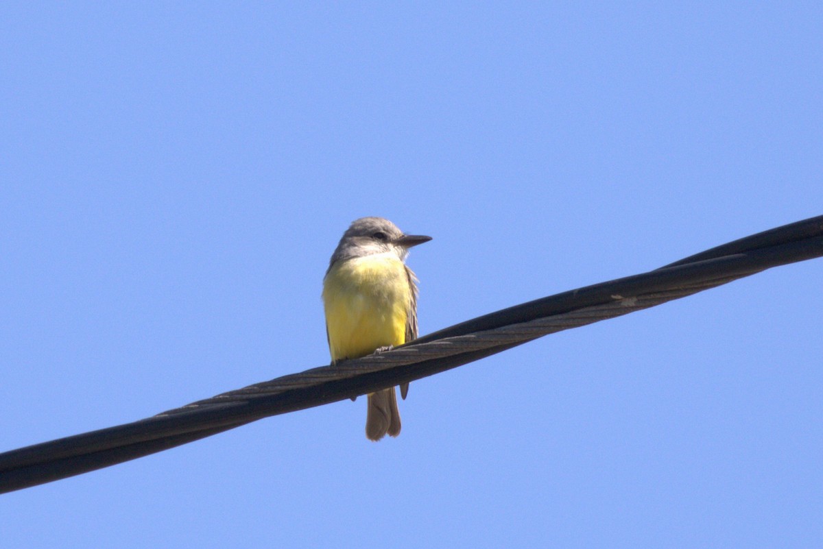 Tropical Kingbird - ML643998791