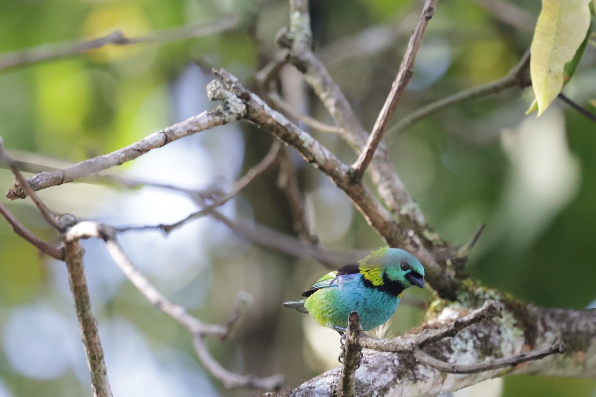 Green-headed Tanager - ML643998800