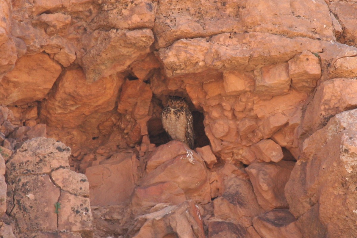Pharaoh Eagle-Owl - ML643998805